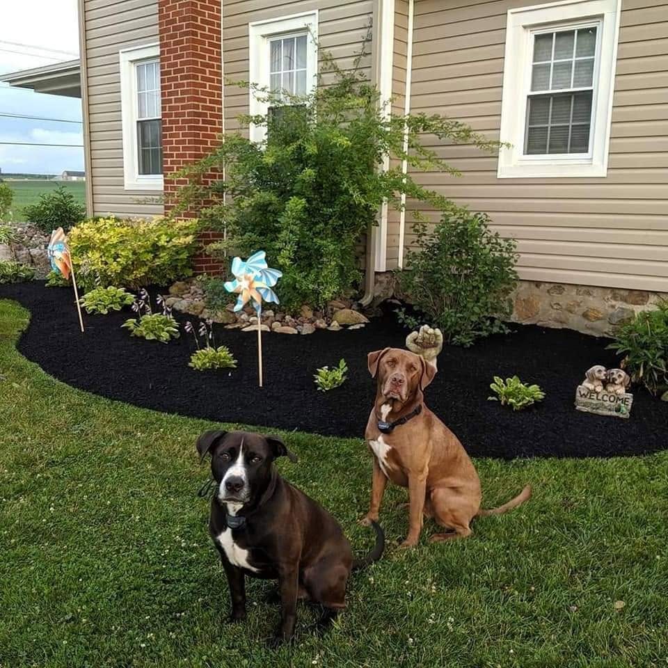 Fresh black mulch bed with new plantings curving along a house, two friendly dogs sitting on the lawn